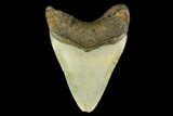 Fossil Megalodon Tooth - North Carolina #131580-2
